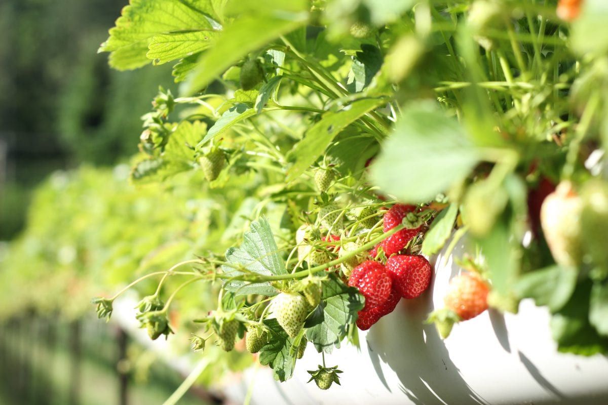 Strawberries farm