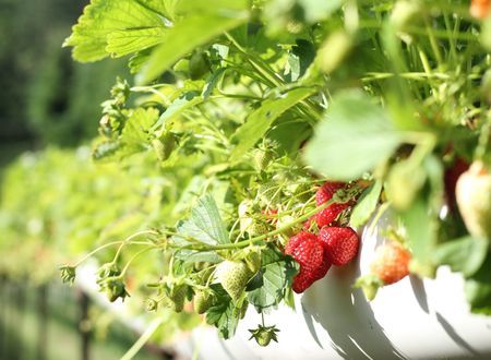 Strawberries farm